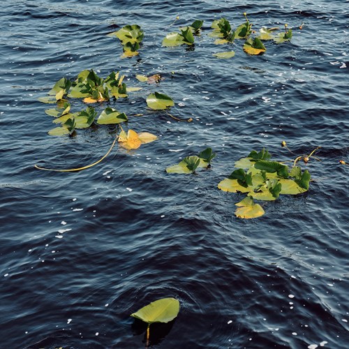 water with leaves